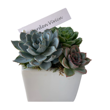 Load image into Gallery viewer, CUTE TOO