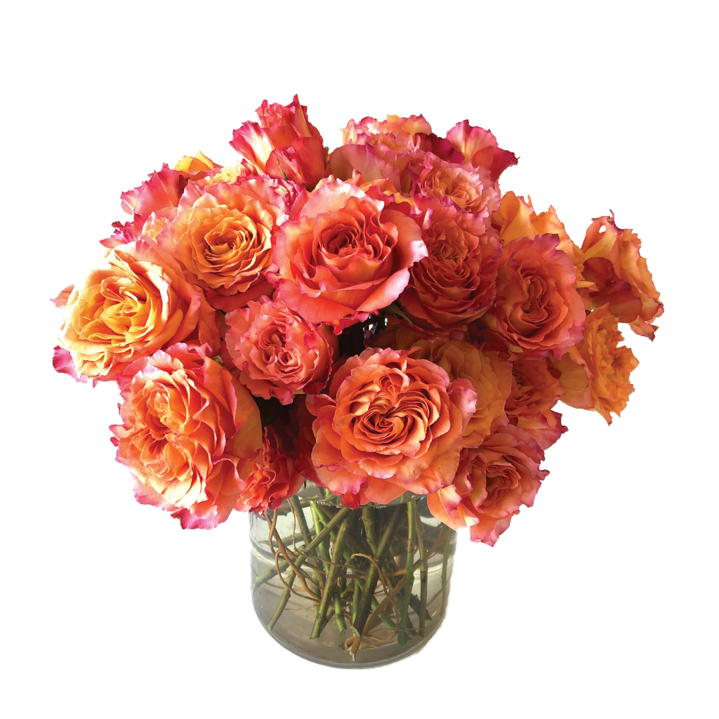 Eventide ROSE 新品未開封 Free Spirit Rose Explosion – Garden Vivien