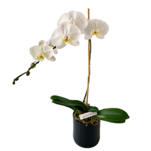 Load image into Gallery viewer, PEACEFUL