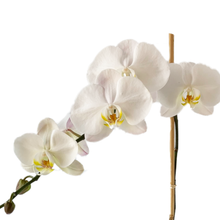 Load image into Gallery viewer, PEACEFUL