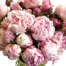 Load image into Gallery viewer, SOFT LOVE