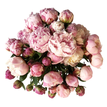 Load image into Gallery viewer, SOFT LOVE