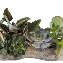 Load image into Gallery viewer, SUCCULENTS – BACK TO NATURE