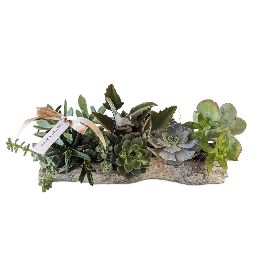 SUCCULENTS – BACK TO NATURE